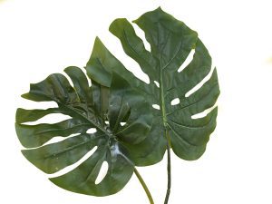 Monstera Leaf Small