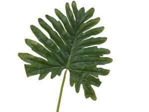 Monstera Leaf Wavy