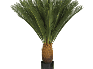 Cycas Palm