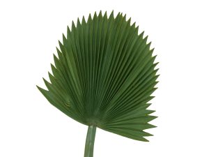 Fan Palm Leaf