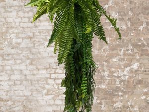 Fern Clusters L