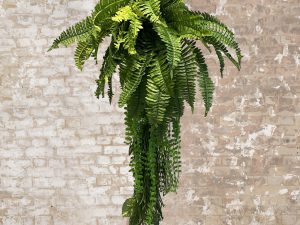 Fern Clusters XL