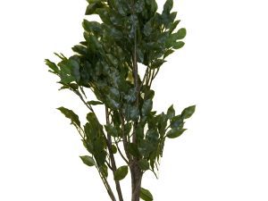 Ficus Branch