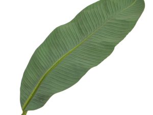 Large Banana Leaf