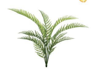 Large Fern Bush