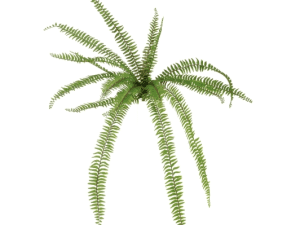 Large Trailing Fern