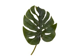 Monstera Leaf