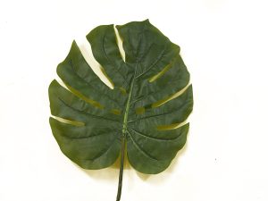 Monstera