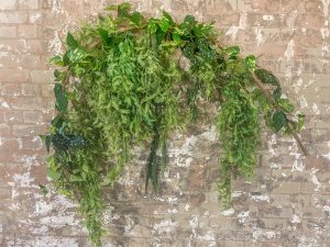 Trailing vines on monkey vines