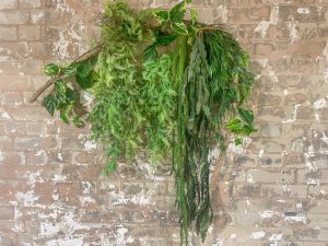 Trailing vines on monkey vines