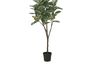 Rubber Tree