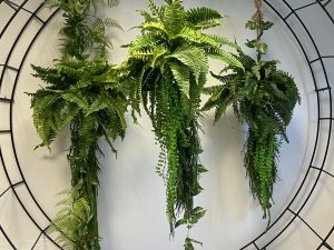 Fern Clusters XL