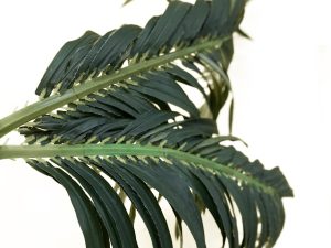 XL Palm Leaf