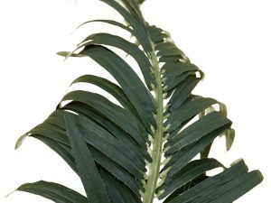 XL Palm Leaf