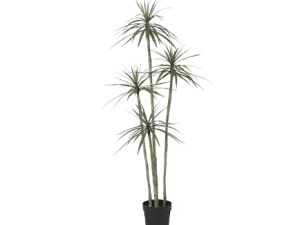 Yucca Tree